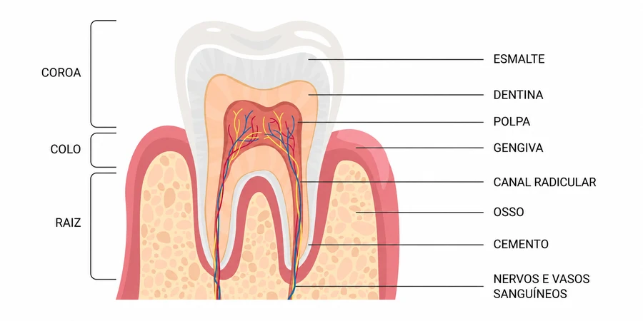 Diagrama anatômico do dente mostrando esmalte, dentina, polpa, canal radicular e gengiva
